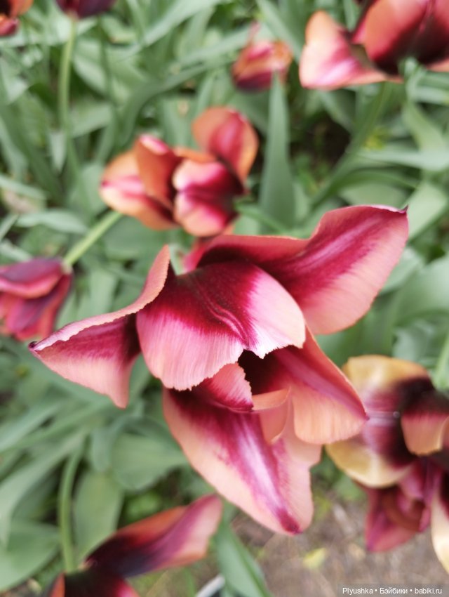 Вера и выставка рододендронов в Аптекарском огороде