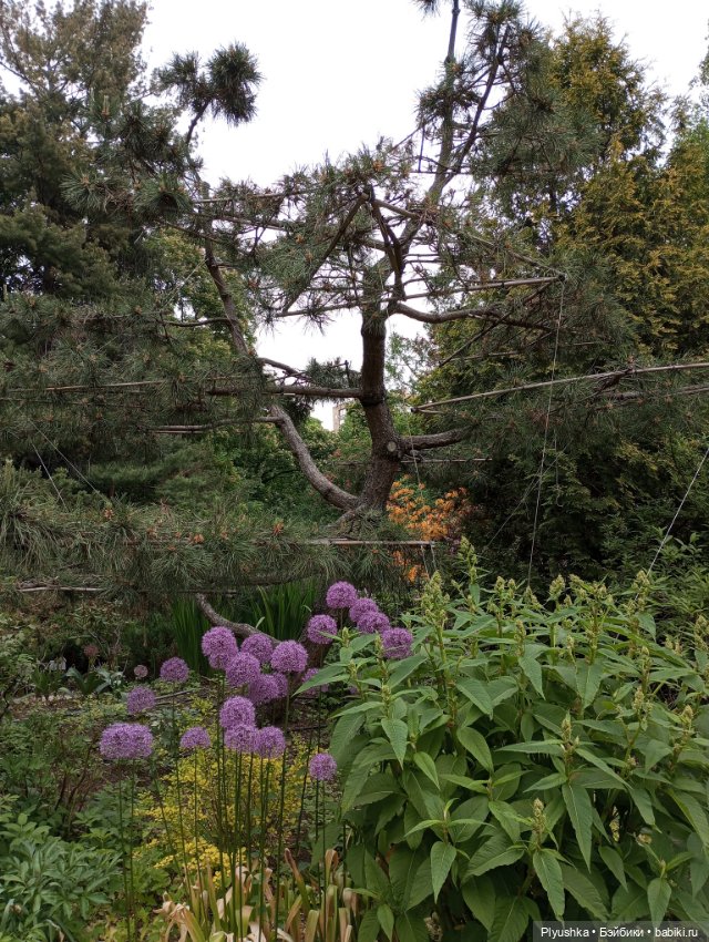 Вера и выставка рододендронов в Аптекарском огороде (фото 7)