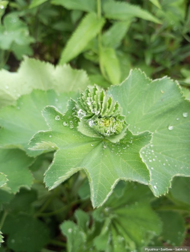 Вера и выставка рододендронов в Аптекарском огороде (фото 5)