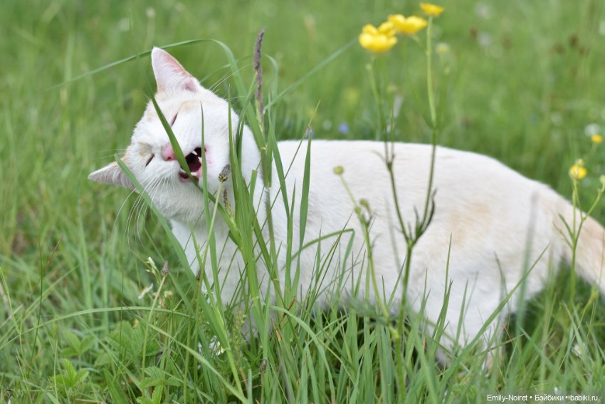Рыжие девочки, зеленые холмы и люпины
