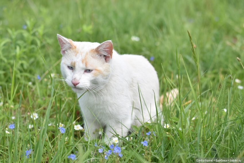 Рыжие девочки, зеленые холмы и люпины