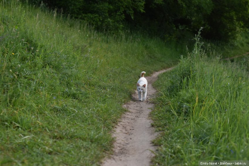 Рыжие девочки, зеленые холмы и люпины