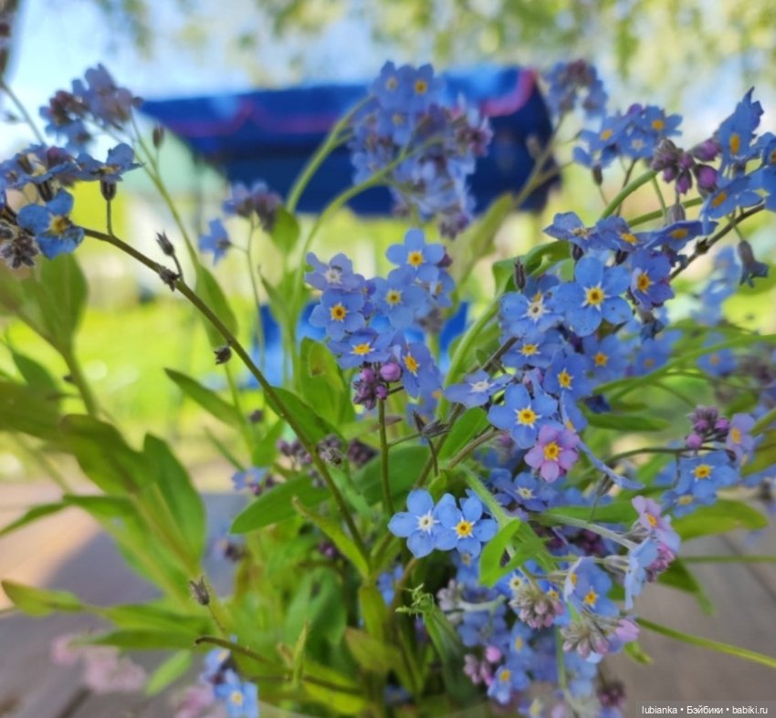 Эльза и незабудковое счастье моё💙🦋