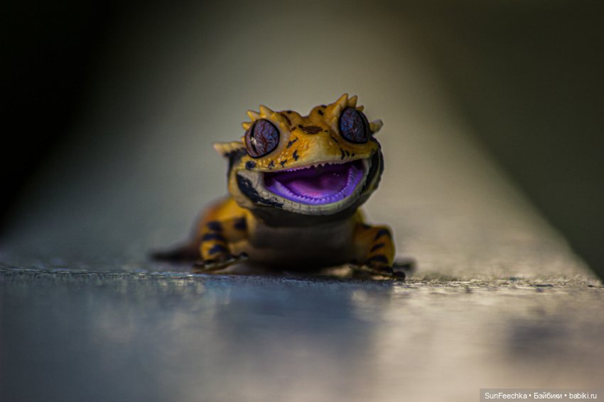 Гошка в мае — Коллекционные экшн