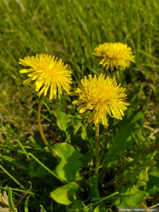 Ох уж эти..."ягуляры " — Куклы Sasha Morgenthaler (Саша Моргенталер): Trendon