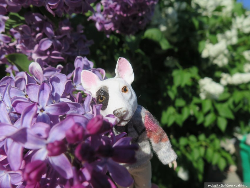 Сиреневый сад и остальная компания