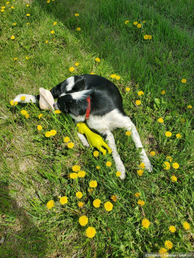 Ох уж эти..."ягуляры " — Куклы Sasha Morgenthaler (Саша Моргенталер): Trendon (фото 2)