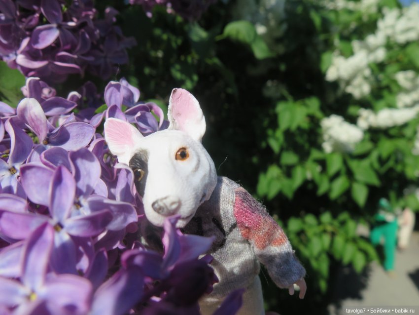 Сиреневый сад и остальная компания