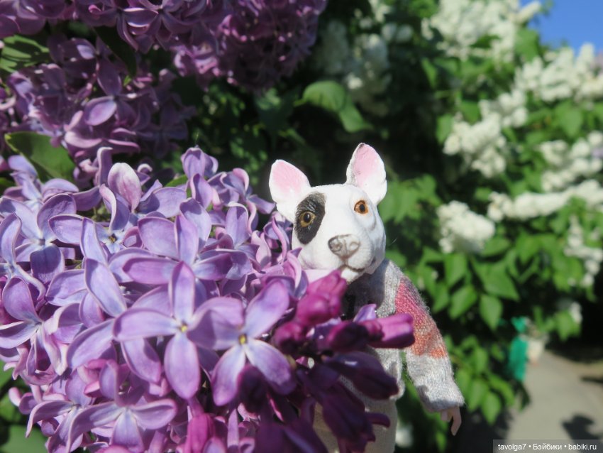 Сиреневый сад и остальная компания