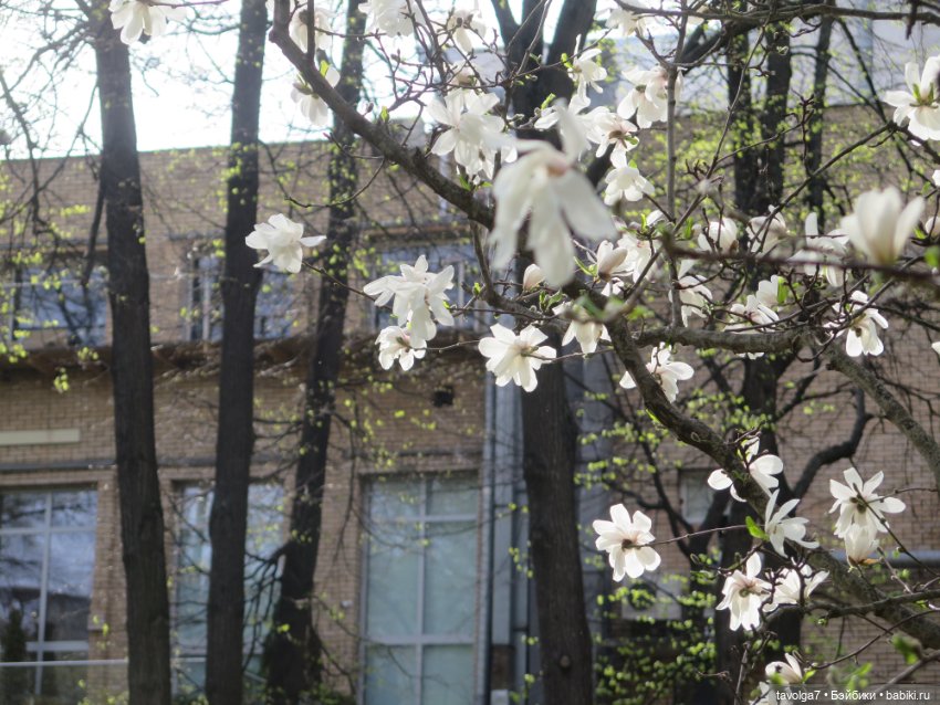 Маленькие русалочки Seasters Лейла и Джоли