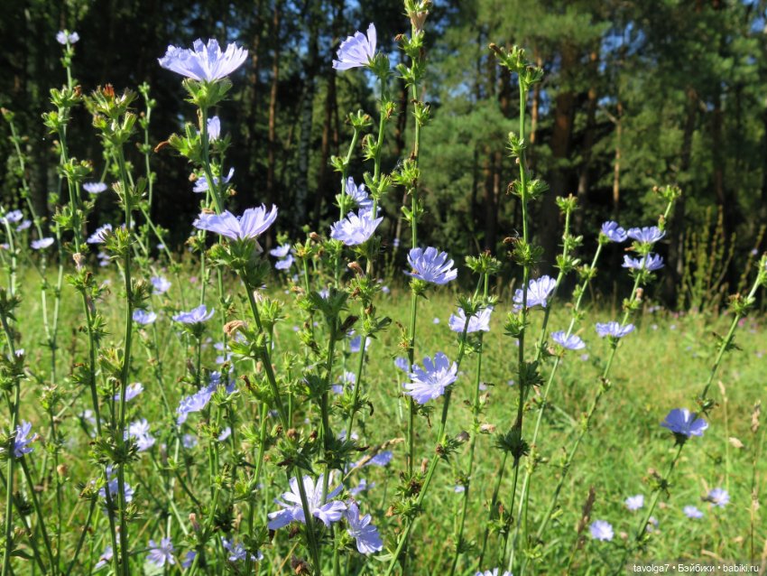 Маленькие русалочки Seasters Лейла и Джоли (фото 10)