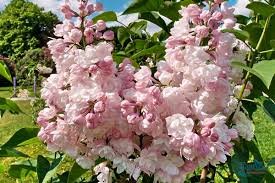 Сиренька с сиреневыми глазами (фото 8)