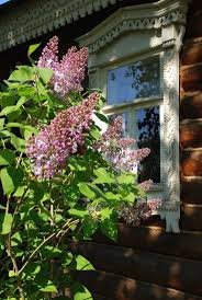 Сиренька с сиреневыми глазами (фото 9)