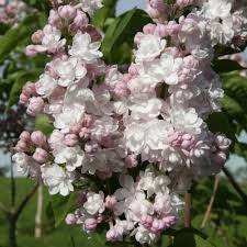 Сиренька с сиреневыми глазами (фото 7)