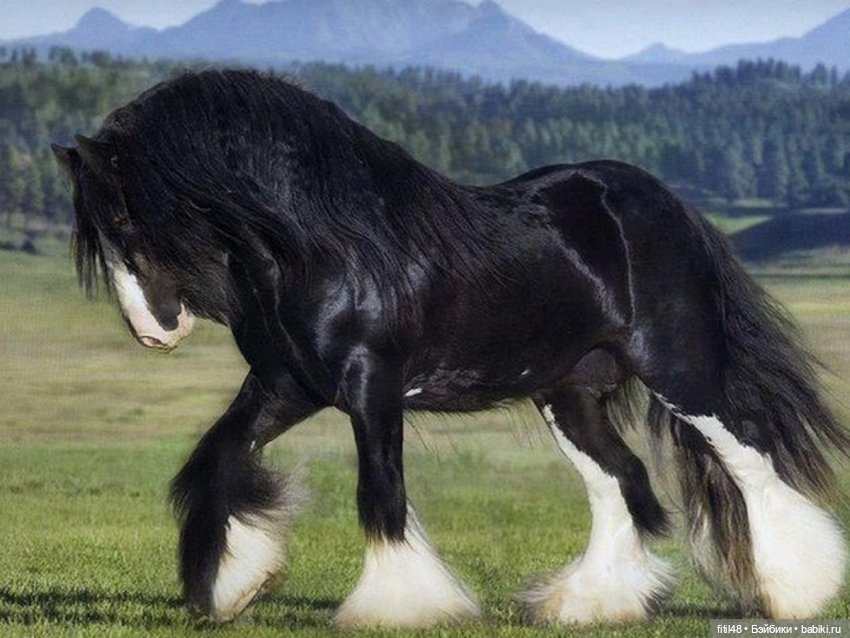 Гамлет — Домашние фото авторских игрушек: Тедди (фото 10)