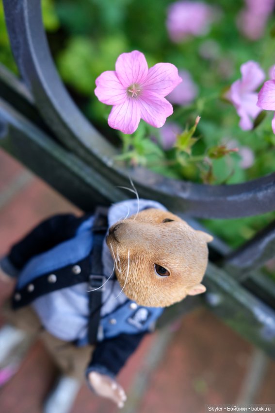 Небольшая вечерняя прогулка с сусликом Поттом☺️