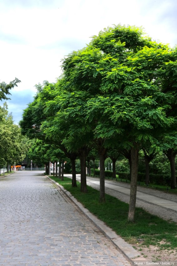 Небольшая вечерняя прогулка с сусликом Поттом☺️ (фото 8)