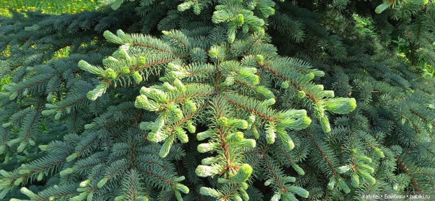 Яблоня на практике — Интересные игрушки и фигурки (разное): редкие (фото 7)