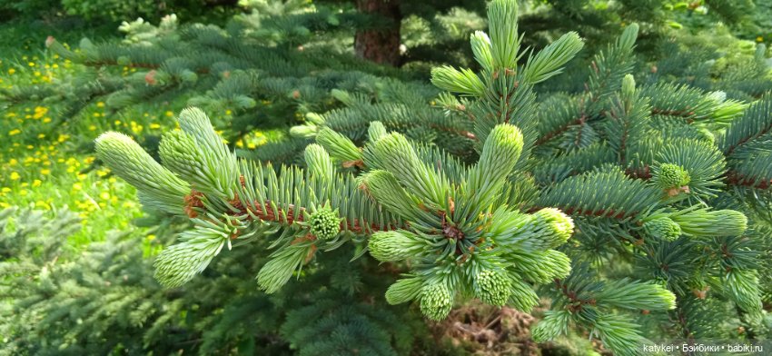 Яблоня на практике — Интересные игрушки и фигурки (разное): редкие (фото 6)