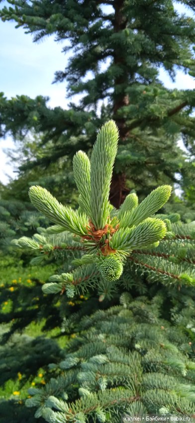 Яблоня на практике — Интересные игрушки и фигурки (разное): редкие (фото 5)