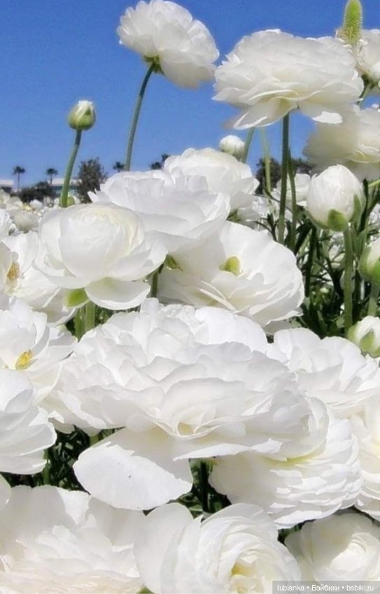 Белое платье и белые цветы🤍🤍