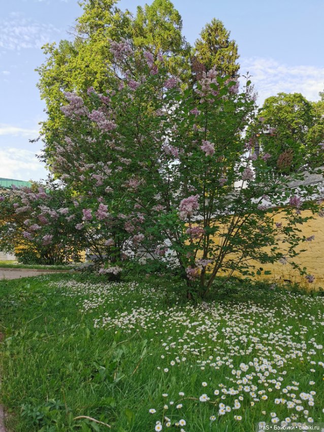 Гибриды шарнирных кукол (не БЖД): подбор тела