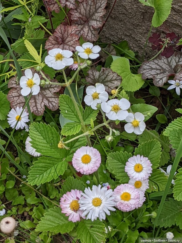 Одуванчики — Куклы Paola Reina (Паола Рейна): новинки