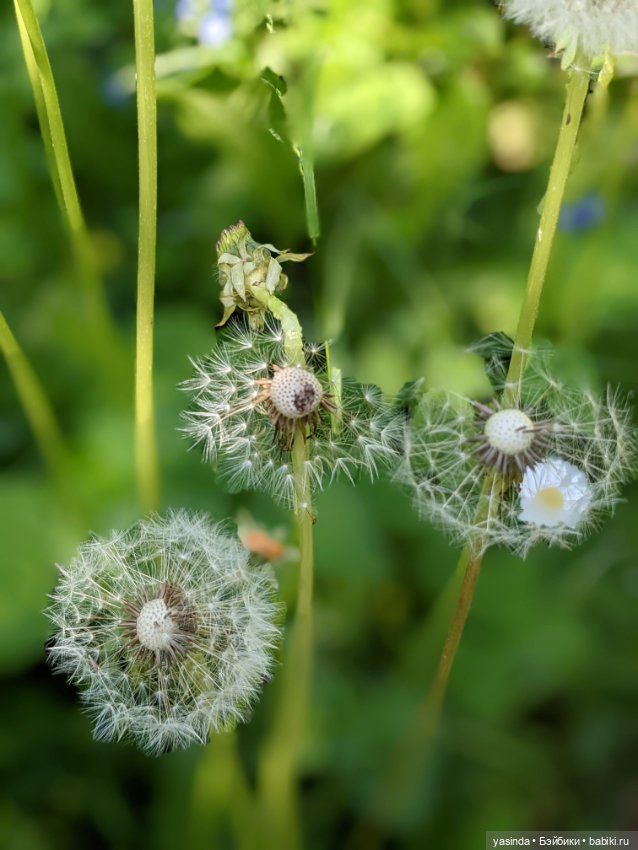 Одуванчики — Куклы Paola Reina (Паола Рейна): новинки (фото 9)