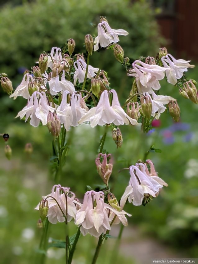 Одуванчики — Куклы Paola Reina (Паола Рейна): новинки (фото 8)