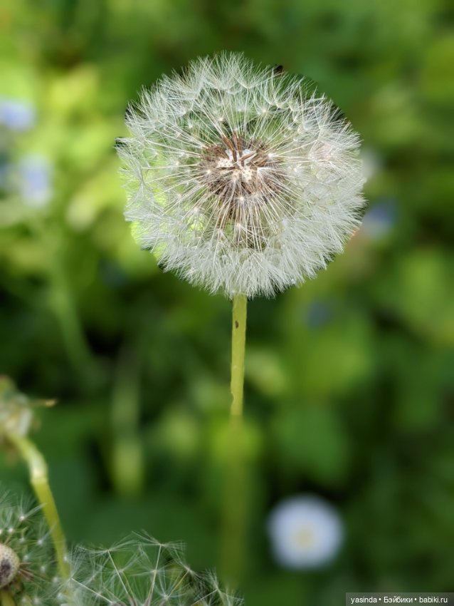 Одуванчики — Куклы Paola Reina (Паола Рейна): новинки (фото 2)