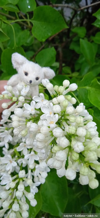 Фенек и сирень — Домашние фото авторских игрушек: Тедди (фото 7)