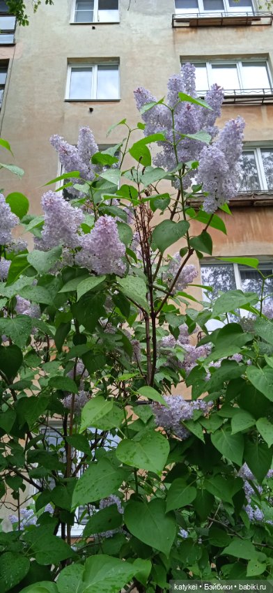 Фенек и сирень — Домашние фото авторских игрушек: Тедди