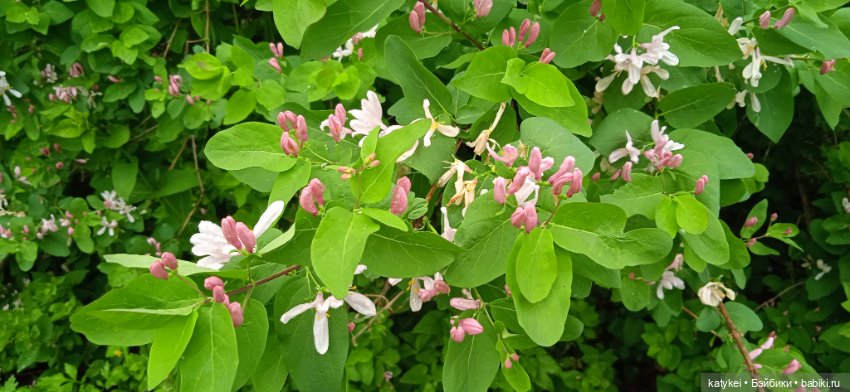 Фенек и сирень — Домашние фото авторских игрушек: Тедди