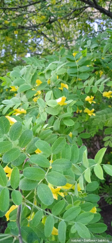 Фенек и сирень — Домашние фото авторских игрушек: Тедди