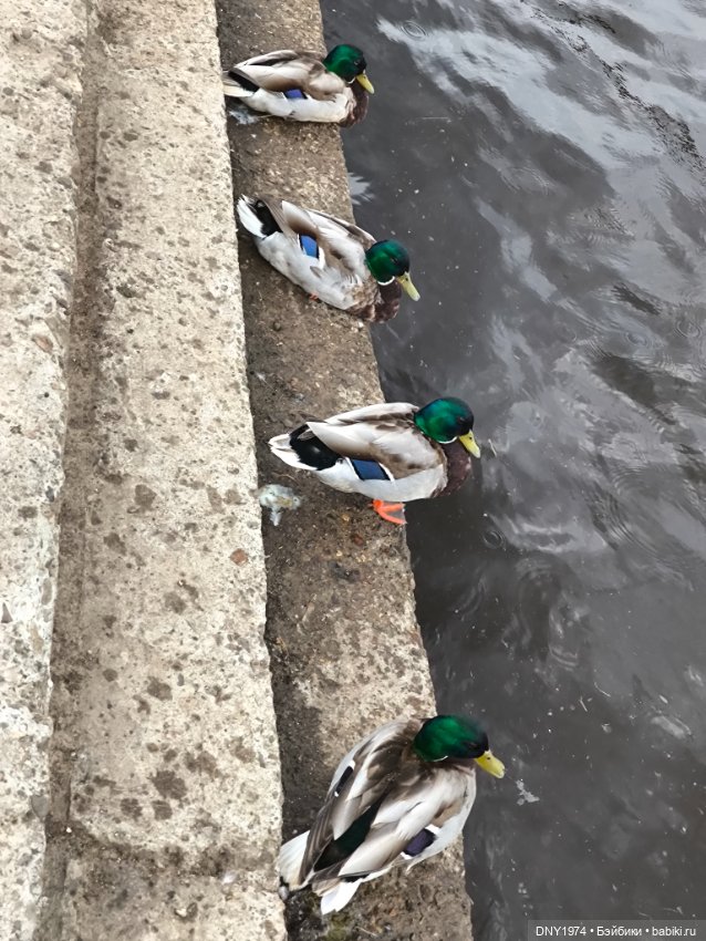 Глеб в Твери, часть 3 — Куклы Dart dolls (Анна Шиткина): российские BJD (БЖД) (фото 8)