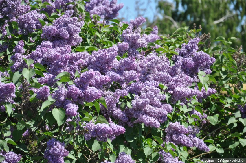 Большое путешествие маленькой девочки. Часть 1. Замок Гарибальди