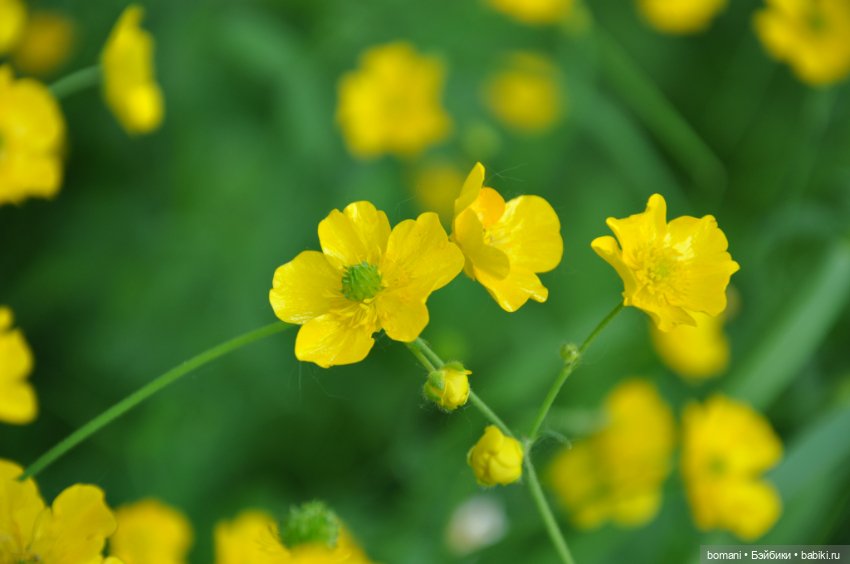 Большое путешествие маленькой девочки. Часть 4. Путевые заметки