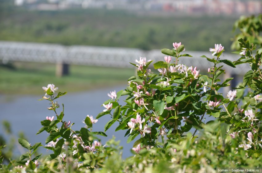Большое путешествие маленькой девочки. Часть 4. Путевые заметки (фото 5)