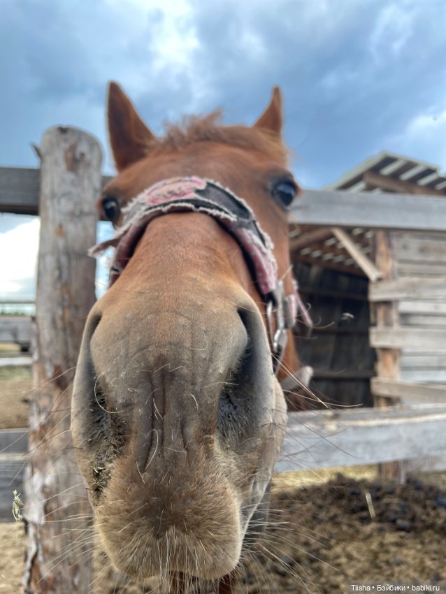 Деревенские зарисовки с Holala