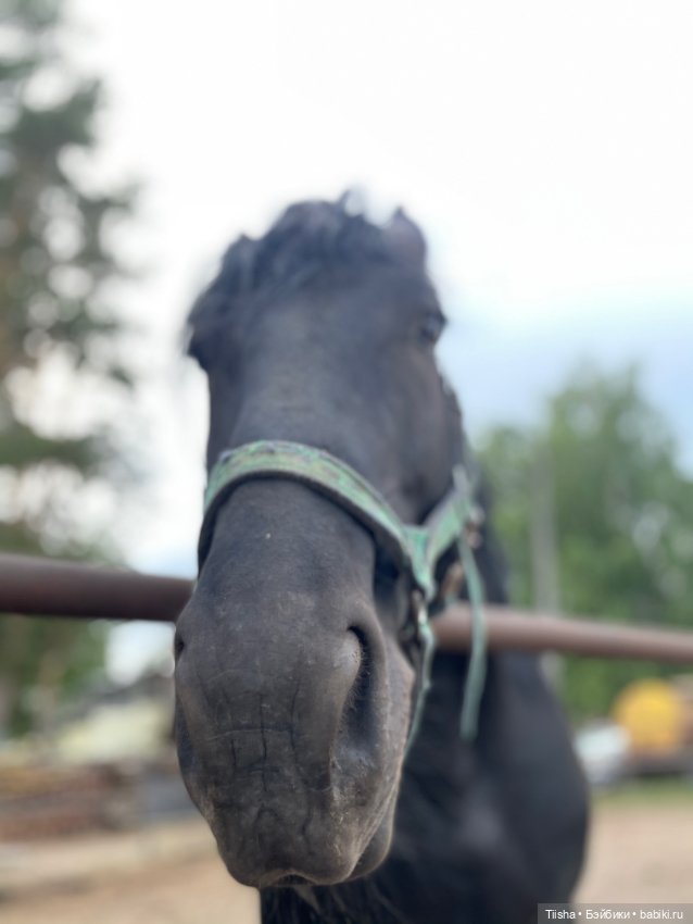 Деревенские зарисовки с Holala