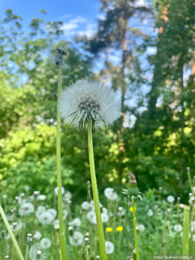 Деревенские зарисовки с Holala