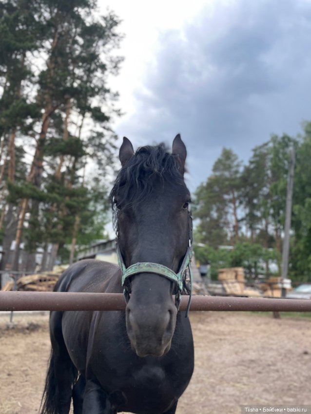 Деревенские зарисовки с Holala