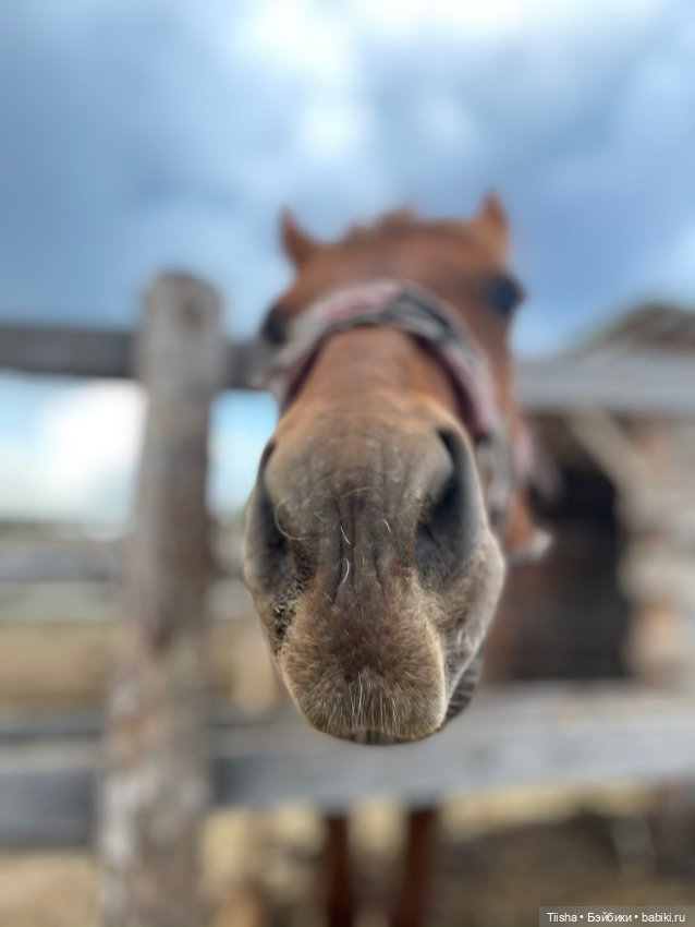 Деревенские зарисовки с Holala