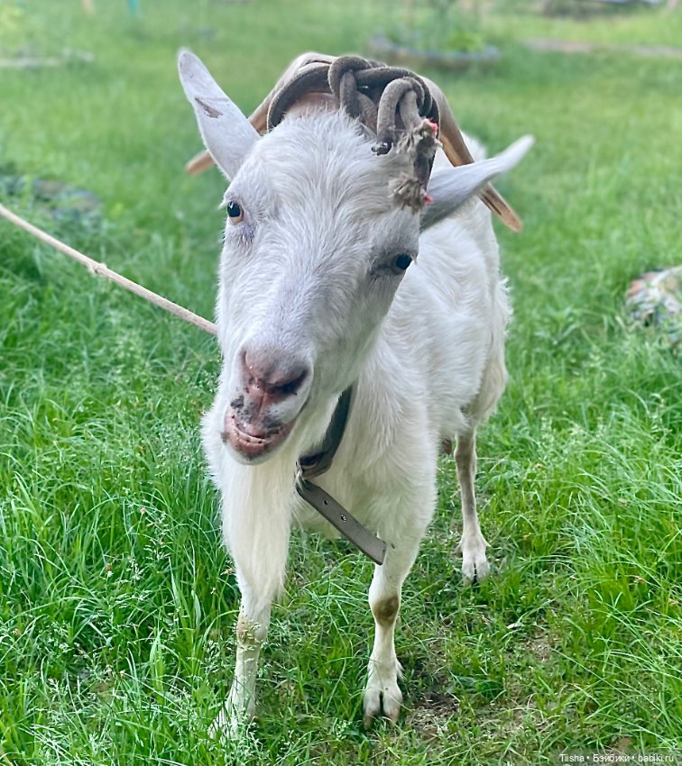 Деревенские зарисовки с Holala (фото 3)