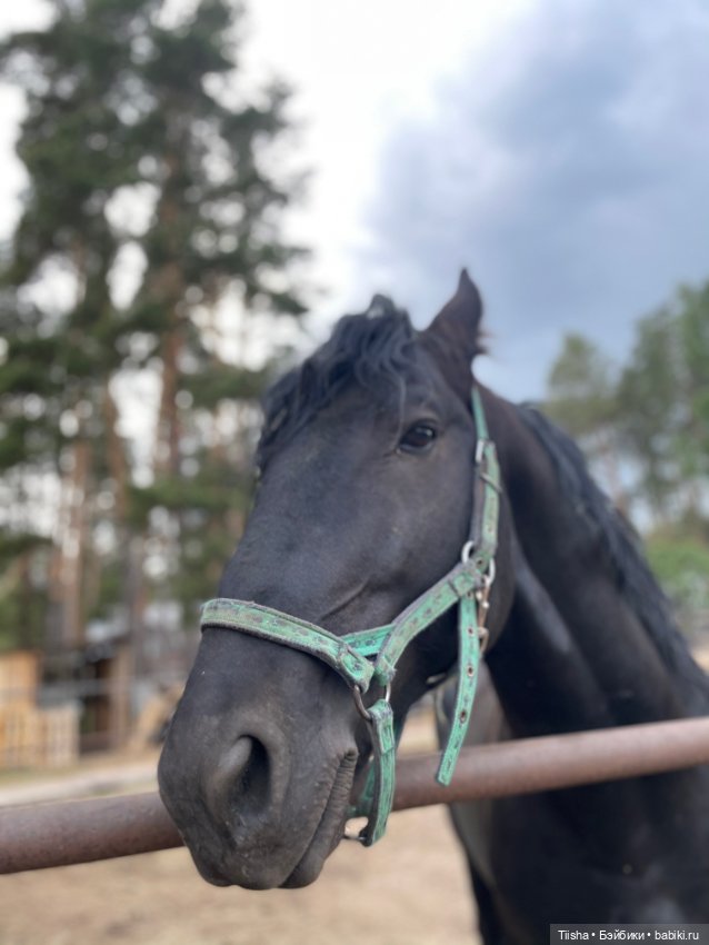 Деревенские зарисовки с Holala