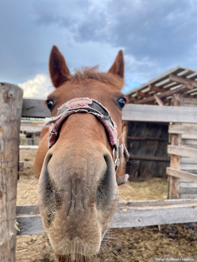 Деревенские зарисовки с Holala