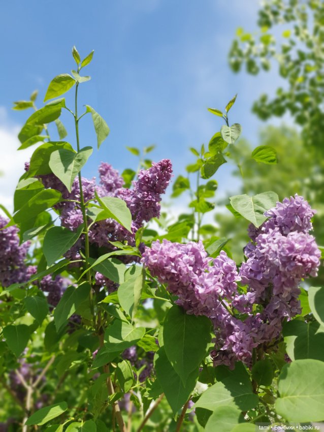 Энн-Майя или Цверг идет по городу