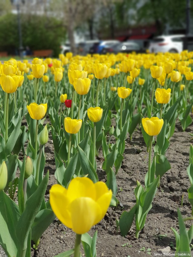 Энн-Майя или Цверг идет по городу