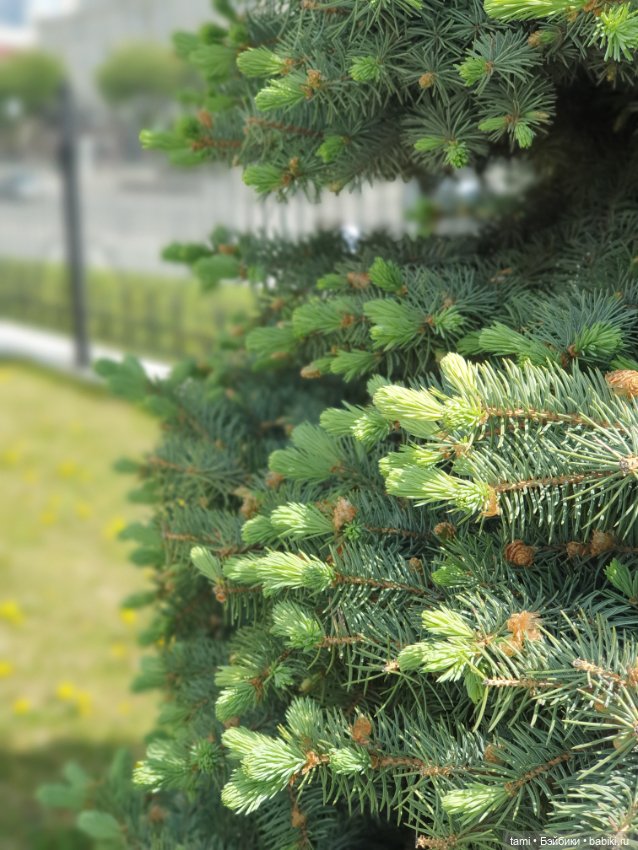 Энн-Майя или Цверг идет по городу