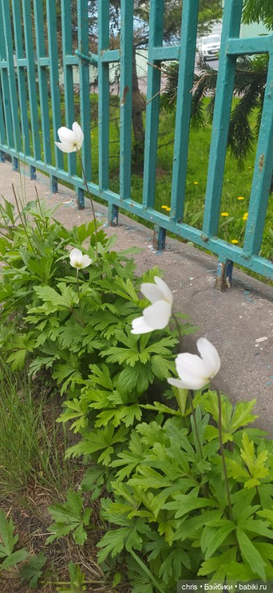 Физзи. Лягушечка - Blythe TBL (фото 8)